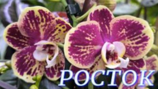 №1080/ СВЕЖИЕ роскошные ОРХИДЕИ в с/ц РОСТОК смотреть онлайн