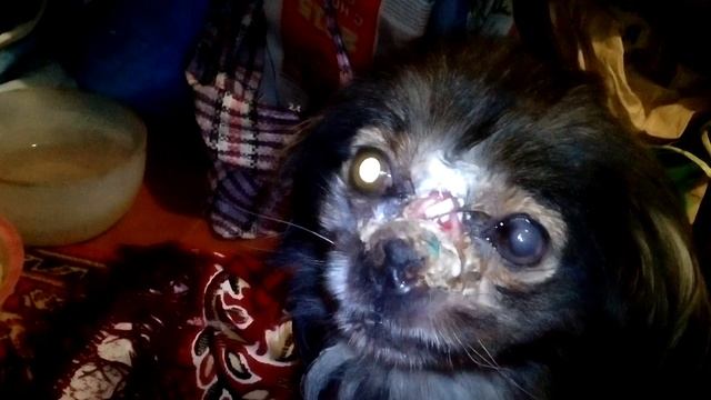 Собака полюбившая дезу смотреть онлайн