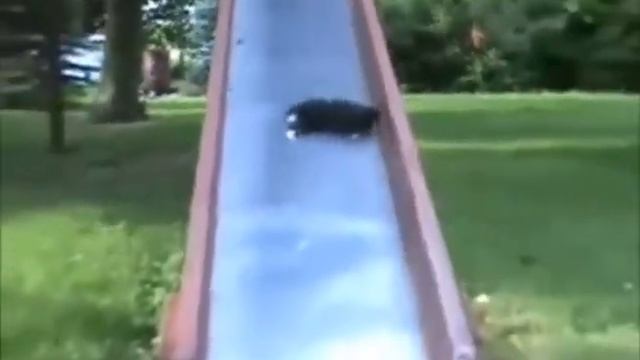 Прикольные кошки смотреть онлайн