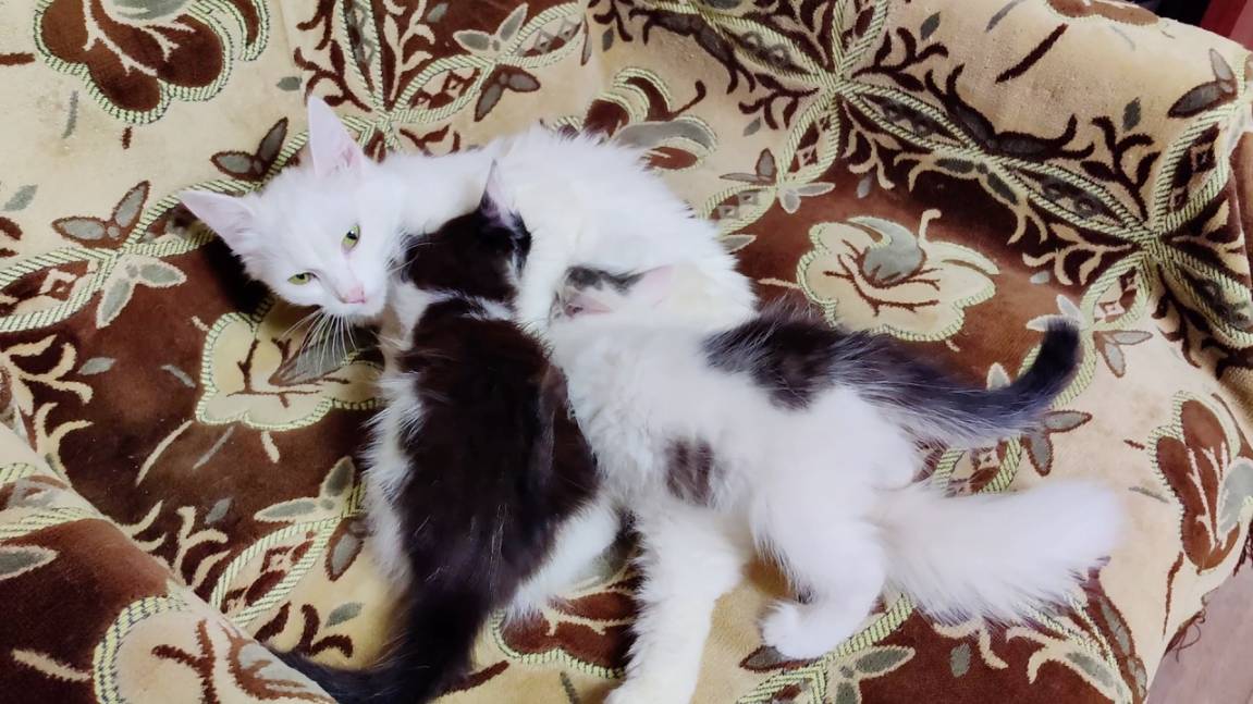 Мама-кошка зовет своих котят на кормление. смотреть онлайн