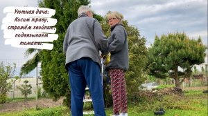 Уютная дача: Косим траву, стрижём хвойные, подвязываем томаты.