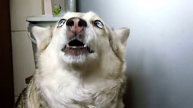 Хаски-клуб. Продажа говорящих хаски - для любви и ласки(А, также в дар;)) смотреть онлайн