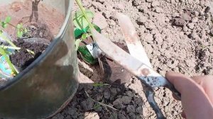 Как просто вырастить картофель из ростков. Часть вторая.