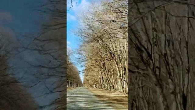 Тайга, тайга. У нас не тайга, но лес тоже есть. Ставропо? смотреть онлайн