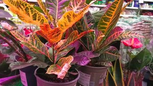 🌸🌿ЛЕМАНА ПРО🪴🩷БОЛЬШОЙ ОБЗОР ЦВЕТОВ