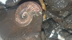 Зимняя добыча окаменелостей в МО. Аммониты, белемниты, гастроподы, пиритизированное дерево