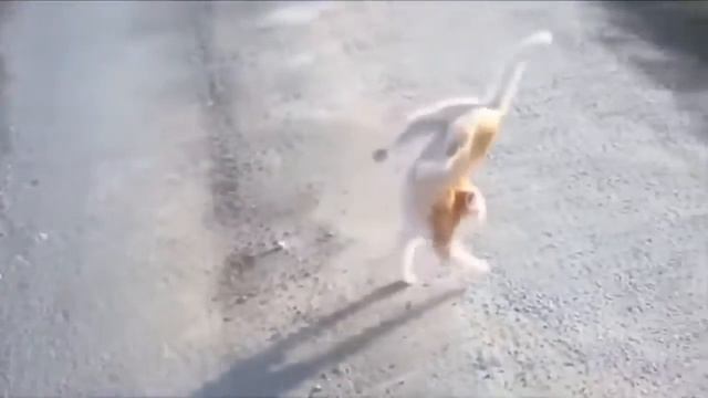 Самые милые и смешные котики. смотреть онлайн