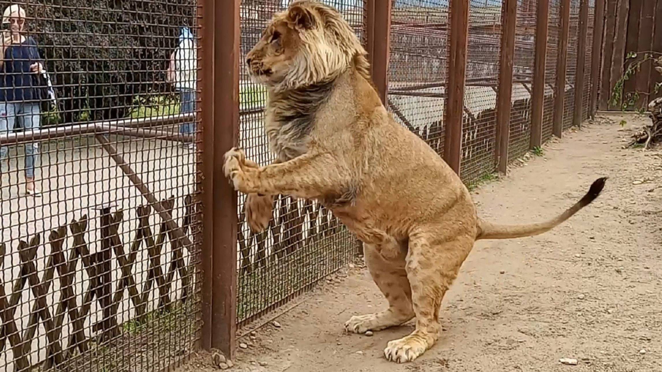 ШЕРХАН фантомас или всё же рыцарь? Гонки по вертикали и горизонтали. Приветливая Симочка. (1 выпуск) смотреть онлайн