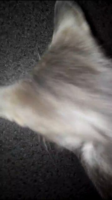 Кот ест помидор. смотреть онлайн