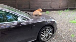 Лиса-Алиса. Неожиданная гостья на капоте машины