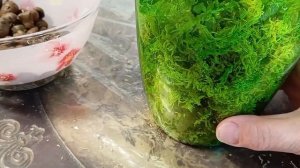 Посадка орхидеи в мох на наращивание корней