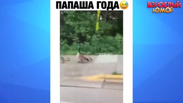 20 МИНУТ СМЕХА ДО СЛЁЗ ЛУЧШИЕ ПРИКОЛЫ 2020 АВГУСТ Best Coub 2020 смотреть онлайн