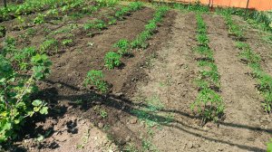 24-05-2025Утро не очень доброе, а вечер отличный!!! Жизнь на пенсии.