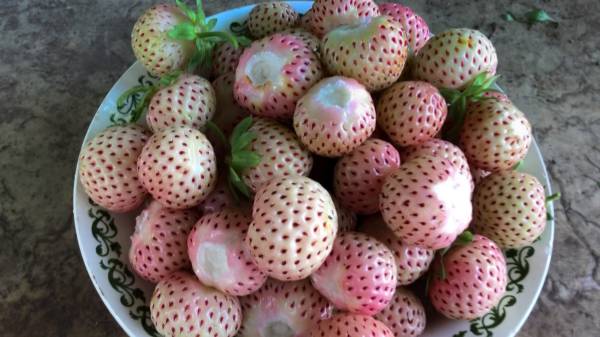 БЕЛОПЛОДНАЯ САДОВАЯ КЛУБНИКА с необычным ананасовым вкусом. смотреть онлайн