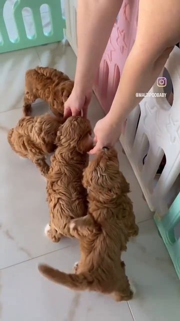 Питомник мальтипу и кавапу в Москве.