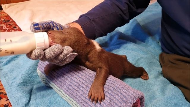 Трагедия еще в одной медвежьей семье - 2 медвежат в Вологодской области остались сиротами смотреть онлайн
