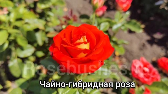 КСЮША - чайно-гибридная срезочная роза 🌹