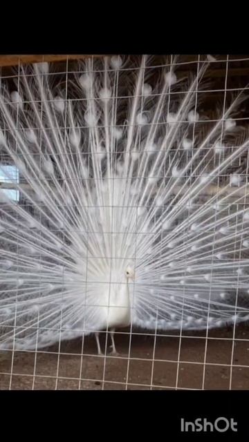 Усадьба Нариман