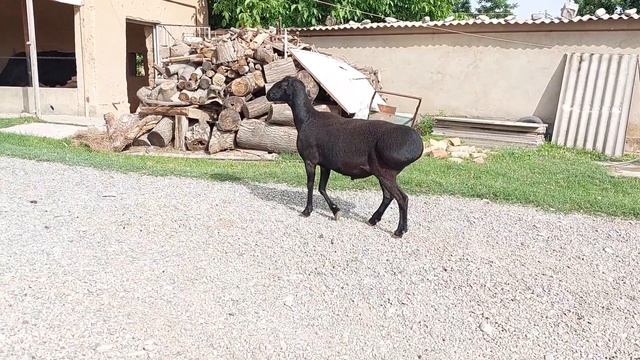 800 $Гиссар кошкар 3 жасар адрес:Сурхандария ☎️ +998997300709 смотреть онлайн