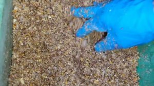 РИС КУРАМ ДЛЯ ЧЕГО ЕГО ДАВАТЬ🤔.ЗАКИДАЛА КУРЯТНИК ЛУК?