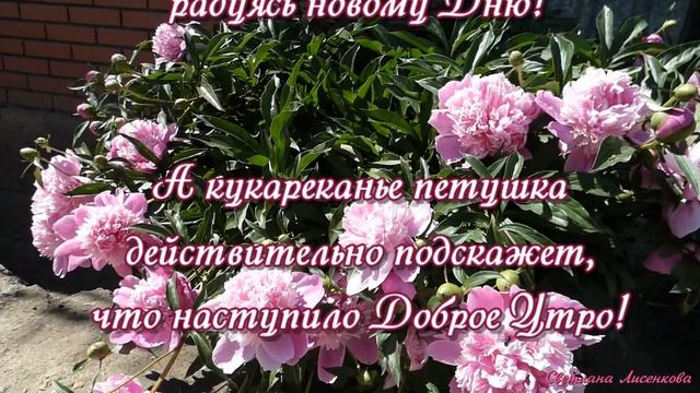 У нас цветут красивые пионы! Доброе Утро! смотреть онлайн