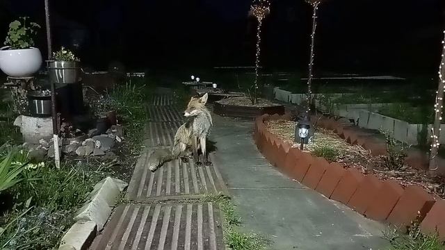 (1026) Лиса приходит в гости. Май 2025 смотреть онлайн