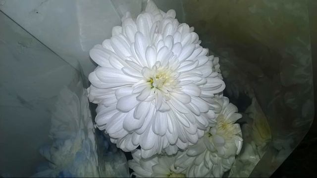Всех кого зовут Сергей-от всего сердца поздравляю с днём Рождения. смотреть онлайн