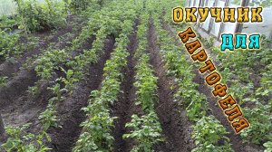 Окучивание картофеля. Ручной окучник для картофеля.  Распашник для окучивания.