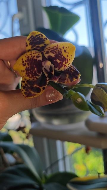 орхидея Анаконда смотреть онлайн