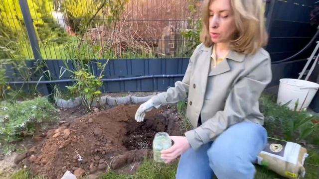 Как я сажаю клематисы - пошагово, с любовью и советами ? смотреть онлайн