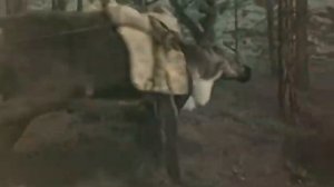 Костер в белой ночи (1984).