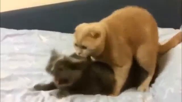 Орущий кот смотреть онлайн