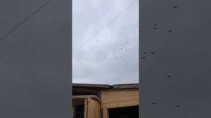 Николаевские голуби , Андрей Одесса