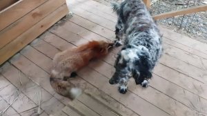 Лиса-Алиса. Вот что случается, когда собака приходит в гости к лисе