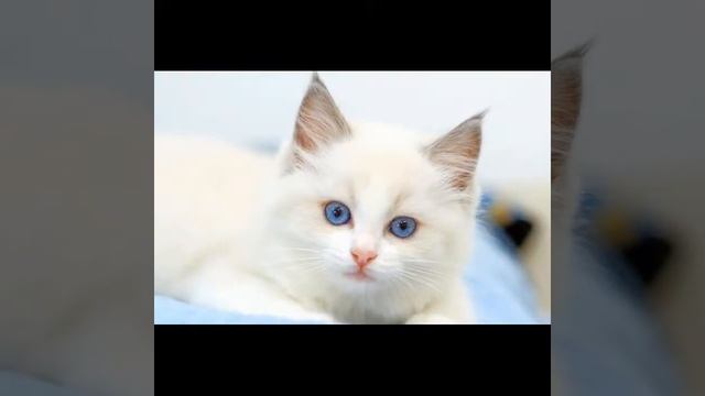 Милые Котята Фотографии Кошек Кошки МИЛОТА!!! смотреть онлайн