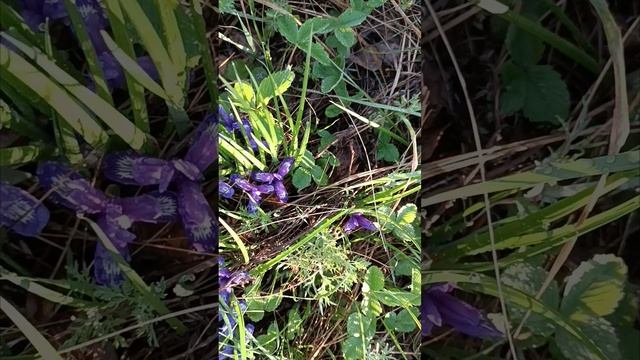 Кукушкины слёзки смотреть онлайн