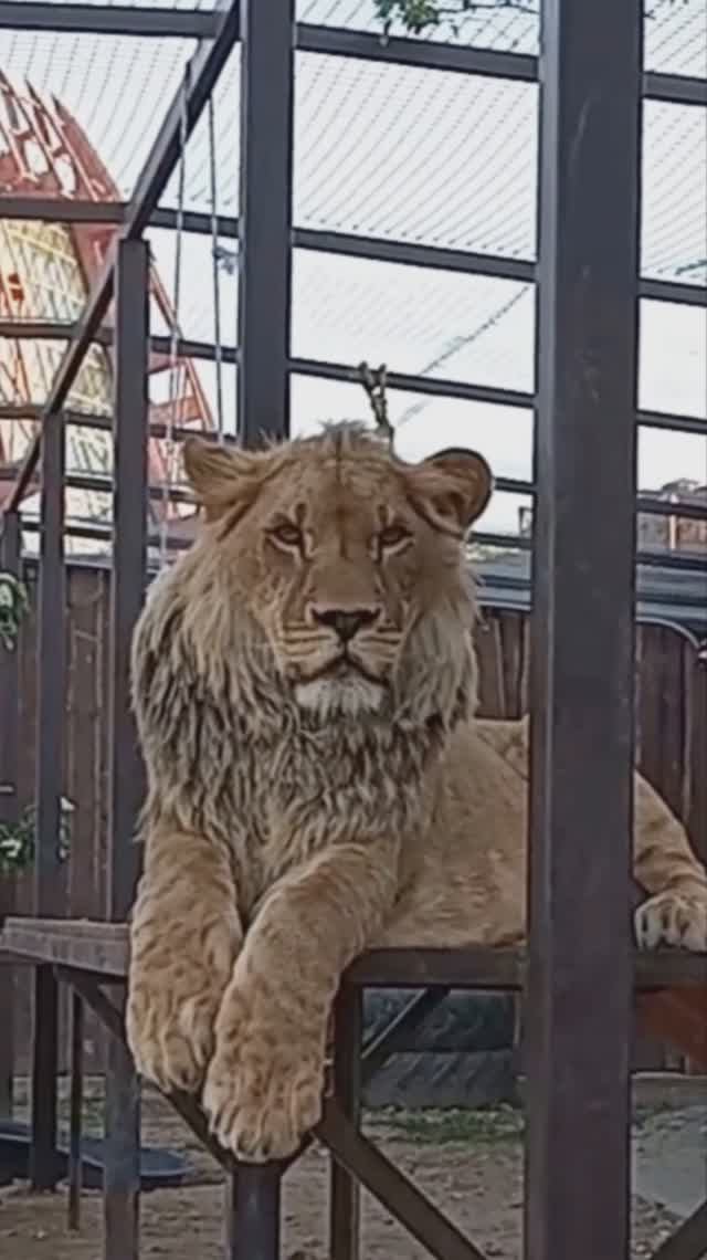 Благодарный ШЕРХАН. Мы опять вдвоём. #шерхан_тайган #шерхан #лев #lion #животные #юмор #shortvideo смотреть онлайн