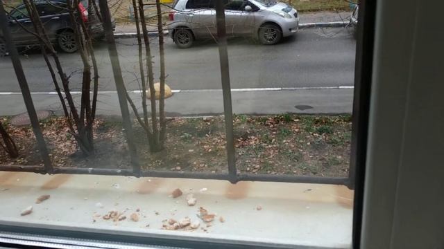 И снова радость! Гибискус просто шикарен!!! смотреть онлайн