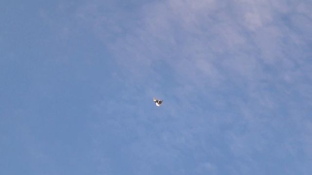 8  НОЯБРЯ  ГОЛУБИ ТАТАРИНА