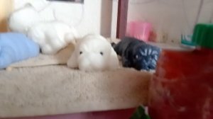 первое видео