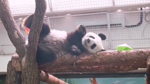 Панда Катюша стала совсем самостоятельная