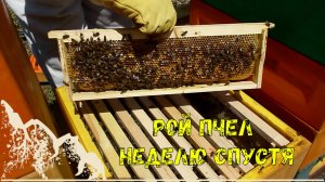 Первый рой спустя неделю