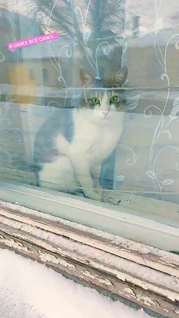 КОШКА НА ПОДОКОННИКЕ В #ОРЛЕ #shorts #россия смотреть онлайн