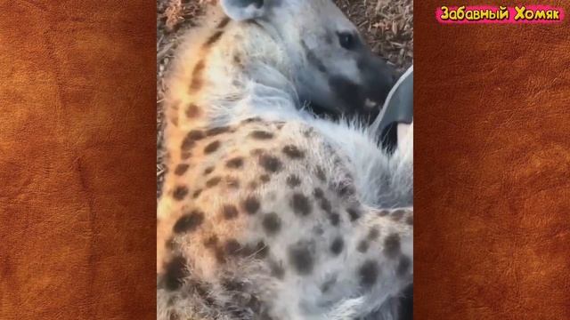 СМЕШНЫЕ ЖИВОТНЫЕ 2020 / ПРИКОЛЫ КОТЫ СОБАКИ, ЛУЧШИЕ ПРИКОЛЫ с Кошками и Собаками Funny Cats смотреть онлайн