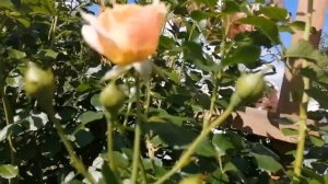 Пич Мельба - СУПЕР РОЗА