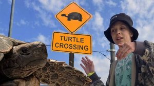 Felix, DjDance - Черепаха in the rain