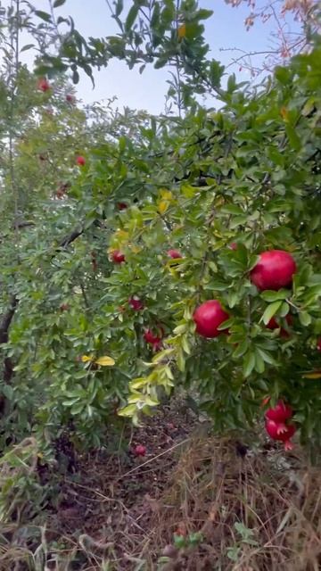 Сезон гранат! #Дербент#Дагестан#Гранаты#красивая прир? смотреть онлайн