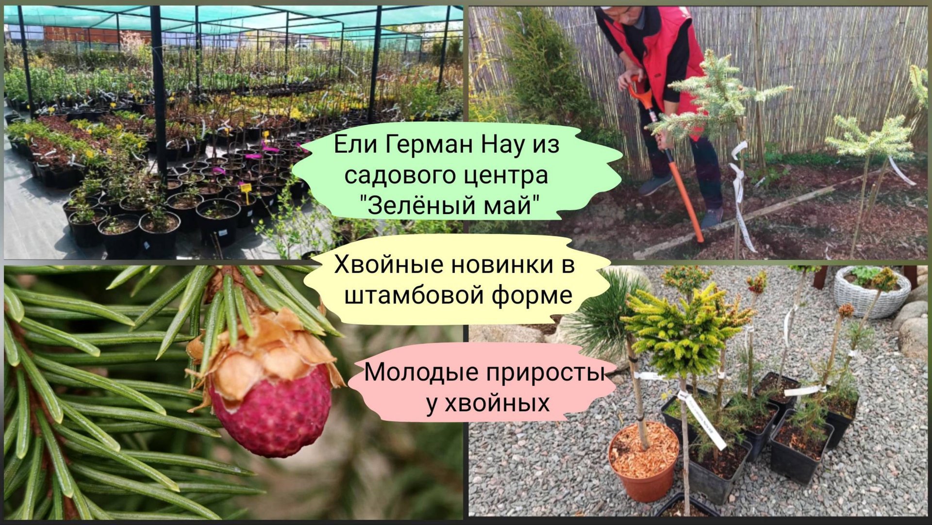 Прогулка по саду. Ели Герман Нау и другие в штамбовой форме. Начало цветения хвойных. смотреть онлайн