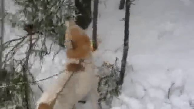 Охота на лося смотреть онлайн