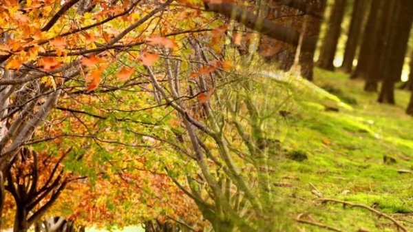 Diane Arkenstone - Skin 2 Skin